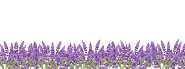 Beyaz arka planda lavanta çiçekleri var. Lavanta çiçeği çayırı. Görüntü.