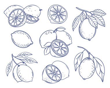 Limonlu meyve. Limon çizimleri koleksiyonu. El çizimi karalama çizimi.