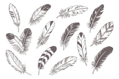 Tüyler. Beyaz arka planda farklı kuş tüyleri. El çizimi çizimi çizimi. Çizim simgelerini karala.