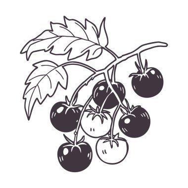 Kirazlı domates dalıyla çizilmiş. El çizimi siyah ve beyaz çizim.