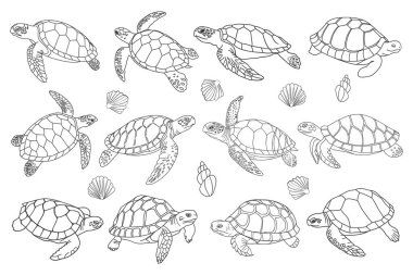 Beyaz arka planda izole edilmiş deniz kaplumbağaları. Deniz kaplumbağaları ve kabuk koleksiyonu. El çizimi illüstrasyon.
