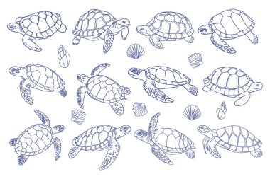Deniz kaplumbağaları ve kabuk koleksiyonu. El çizimi illüstrasyon.