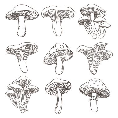 El yapımı çeşitli mantarlar çizildi. Mantar ikonları hazır. El çizimi çizim.