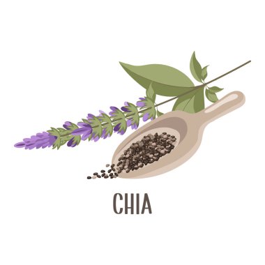 Tahta kaşıkta Chia tohumu ve Chia çiçeği veya Salvia Hispanica. Baharat, sos, granül veya tahıl. Superfood çizimi.