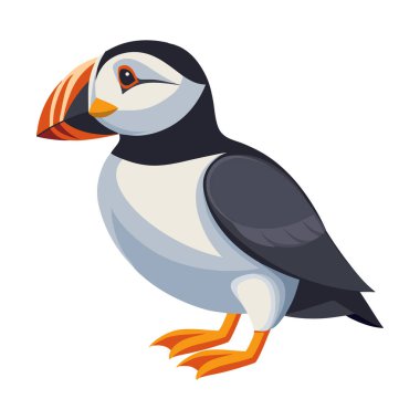 Little puffin Bird. Puffin isolated on white background. Fauna. Ornithology Illustration.