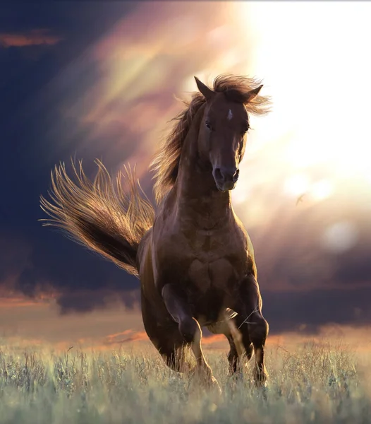Braunes Pferd Galoppiert Vorwärts Auf Dem Sonnenuntergang Backgrond Stockbild