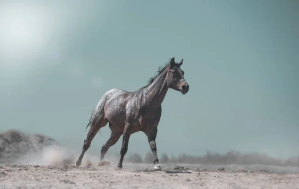 Galopante Appaloosa Cavalo Com Padrão Cor Interessante Casaco Executado Poeira — Fotografia de Stock