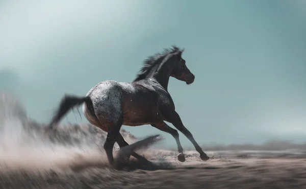 Скачущая Лошадь Аппалуза Интересным Цветовым Узором Пальто Бегать Пыли Фоне — стоковое фото