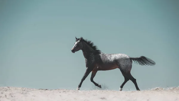 Скачущая Лошадь Аппалуза Интересным Цветовым Узором Пальто Бегать Пыли Фоне Стоковое Изображение