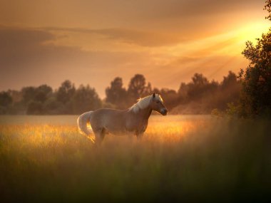 Golen Haflinger atı gün batımının altın ışığında bir tarlada kalır.