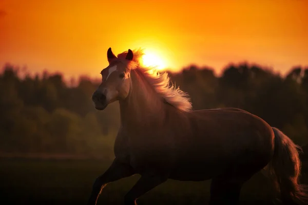 Haflinger Złoty Koń Białą Grzywą Biegnie Tle Zachodzącego Słońca — Zdjęcie stockowe