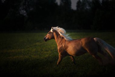 Haflinger altın atı, beyaz yeleli, karanlık ormanda koşuyor.