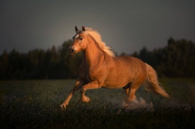 Haflinger altın atı beyaz yeleli gün batımında koşuyor