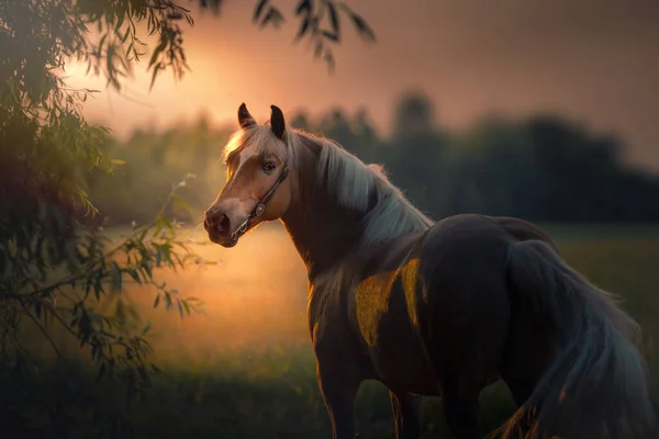 Golen Haflinger Hästen Stannar Ett Fält Solnedgången Gyllene Ljus — Stockfoto