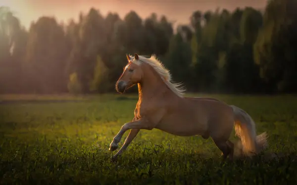 Золотая Лошадь Хафлингера Белой Гривой Бежит Фоне Заката Стоковое Изображение