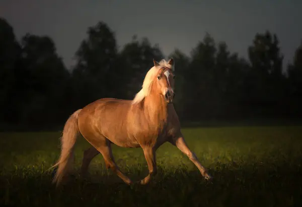 Золотая Лошадь Хафлингера Белой Гривой Бежит Фоне Заката Лицензионные Стоковые Фото