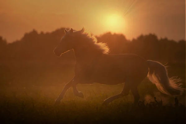 Золотая Лошадь Хафлингера Белой Гривой Бежит Фоне Заката Лицензионные Стоковые Изображения