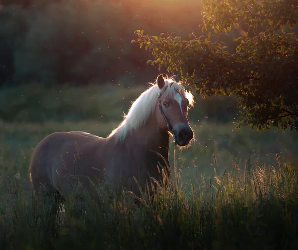 Golen Haflinger Pferd Bleibt Auf Einem Feld Sonnenuntergang Goldenes Licht Stockfoto
