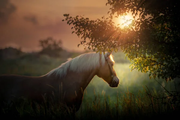 Golen Haflinger Pferd Bleibt Auf Einem Feld Sonnenuntergang Goldenes Licht Stockbild