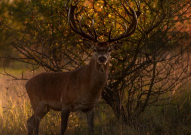 Görkemli boynuzları olan asil bir geyik.