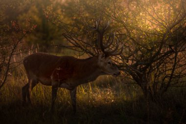 Görkemli boynuzları olan asil bir geyik.
