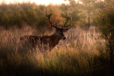 Görkemli boynuzları olan asil bir geyik.