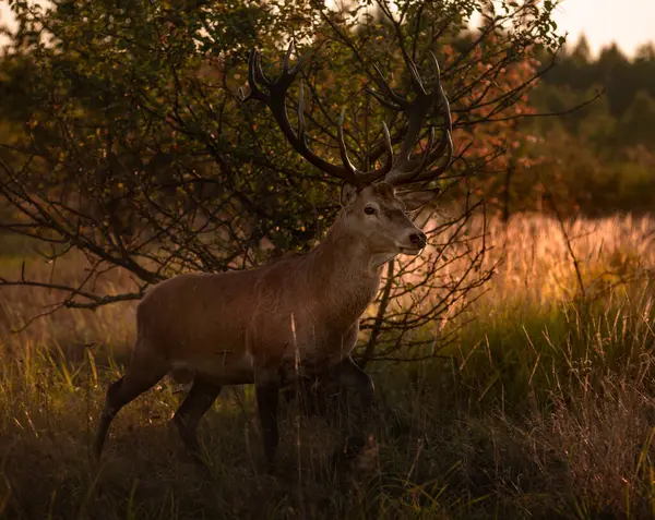 Görkemli boynuzları olan asil bir geyik.