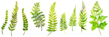 Elle çizilmiş yaprak çizimi. Yeşil yapraklı botanik çerçeve. Bahar havası. Çiçek tasarım elementleri. Davetiyeler, tebrik kartları, baskılar, posterler, paketleme vs. için mükemmel