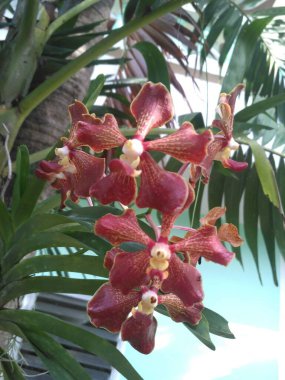 Çiçek doğal pembe güzel