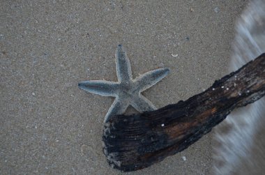 Kumdaki bir deniz yıldızının yakın çekim görüntüsü.