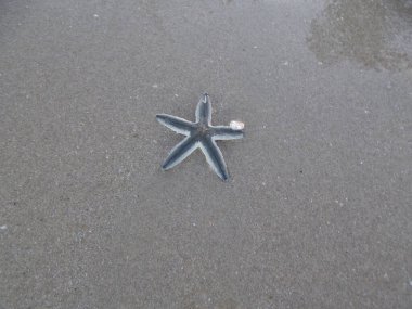 Sahildeki yıldız yıldızları