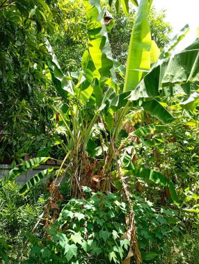 green leaves, flora and foliage, plant foliage