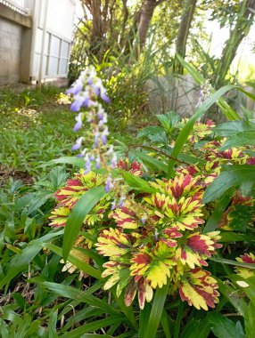 Bahçedeki güzel çiçekler