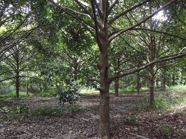 kauçuk ağaç kauçuk kauçuk plantasyonu Tayland 'da
