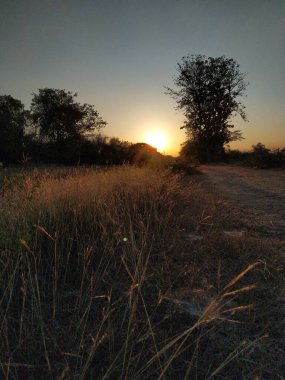 Ormanda güzel bir gün batımı