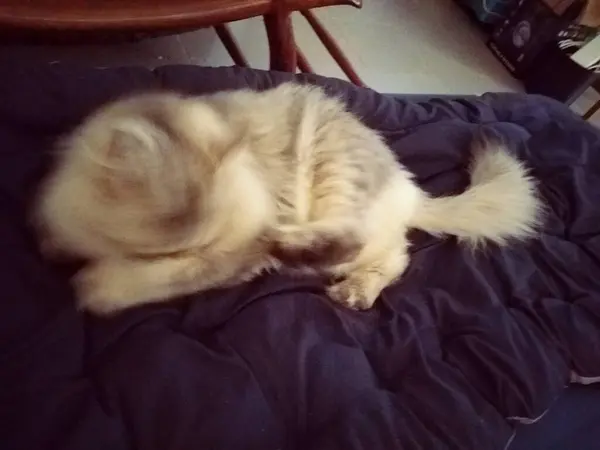kedi yatakta uyuyor.