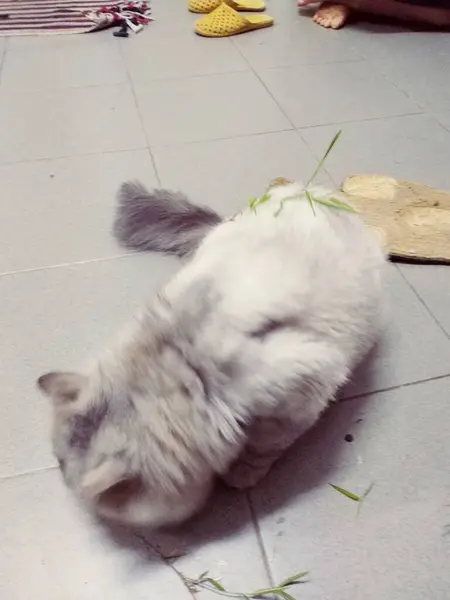 kedi yere düştü.