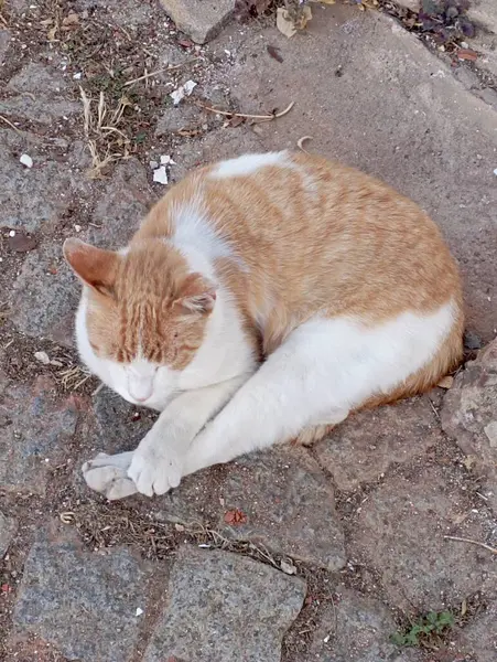 Sokaktaki kedi