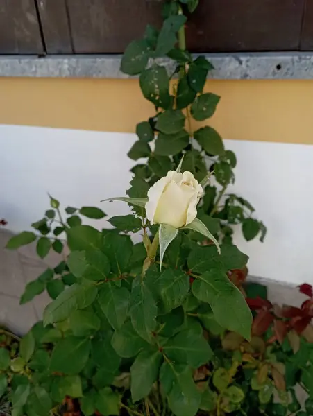 Bahçedeki beyaz güller