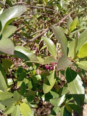 Güzel botanik fotoğrafı, doğal duvar kağıdı.