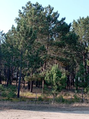 Ormandaki çam ağacı