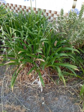 Bahçedeki güzel çiçekler