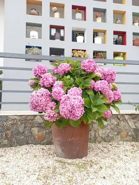 Bahçedeki güzel çiçekler