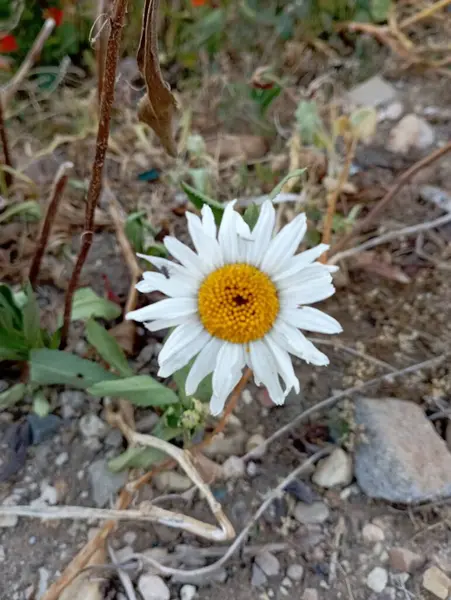 Sarı arka planı olan beyaz çiçek.