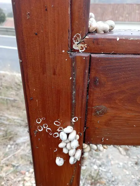 Beyaz arka planı olan ahşap kapı.