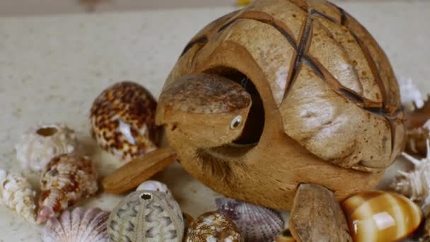 Coconut Shell Turtle Shakes Its Head Beautiful Sea Shells Surround — Stock Video