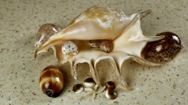 Gyönyörű Különböző Kis Kagylók Körül Egy Nagy Kagyló Fekszik Asztalon — Stock videók