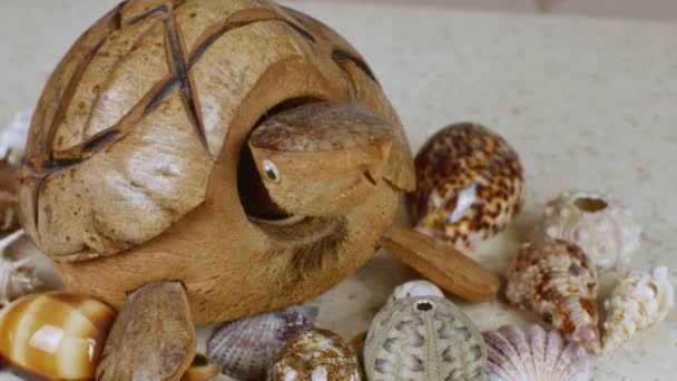 Krásné Mořské Skořápky Obklopují Postavu Kokosové Želvy Která Potřásá Hlavou — Stock video