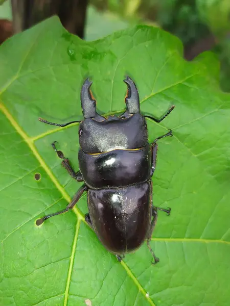 stock image horned beetle attached to a leaf