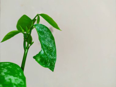 Tarafsız arka planda taze doğal dokusu olan yeşil bitki yaprağı yakın plan. Doğa konsepti